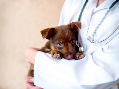 vet examines a puppy in the hospital.